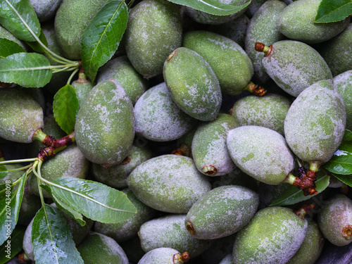 Close-up view of fresh green almonds with leaves, showing fuzzy young fruit texture and natural harvest freshness.
