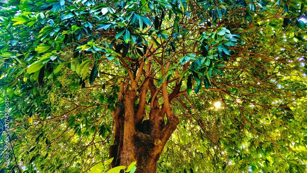 Fototapeta premium green leaves in the forest