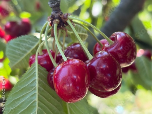 cherries in the garden