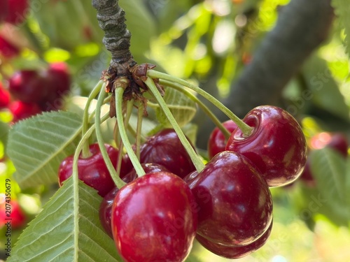 cherries in the garden