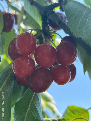 cherries in the garden