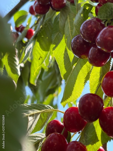 cherries in the garden