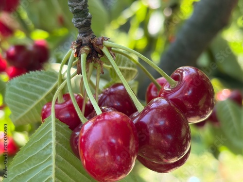 cherries in the garden