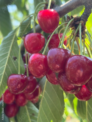 cherries in the garden