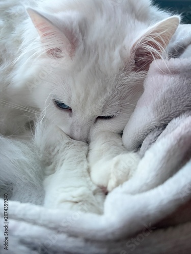 cat sleeping on a pillow