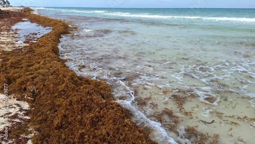 Excessive Sargassum seaweed on Playa del Carmen shoreline.