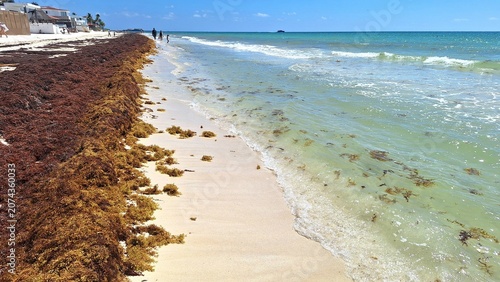 Excessive Sargassum seaweed on Playa del Carmen beach.