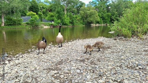 Canvas Print Canada geese and goslings stand on a rocky riverbank