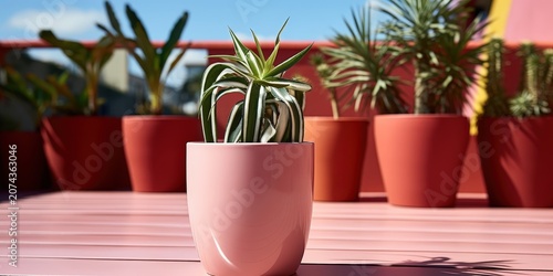 A single pink pot with a green and white striped plant rests on a pink slatted surface among other pink pots with blurred plants in the background