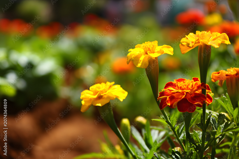 Fototapeta premium Bright yellow and orange marigold flowers blooming in a sunny garden during the summer season