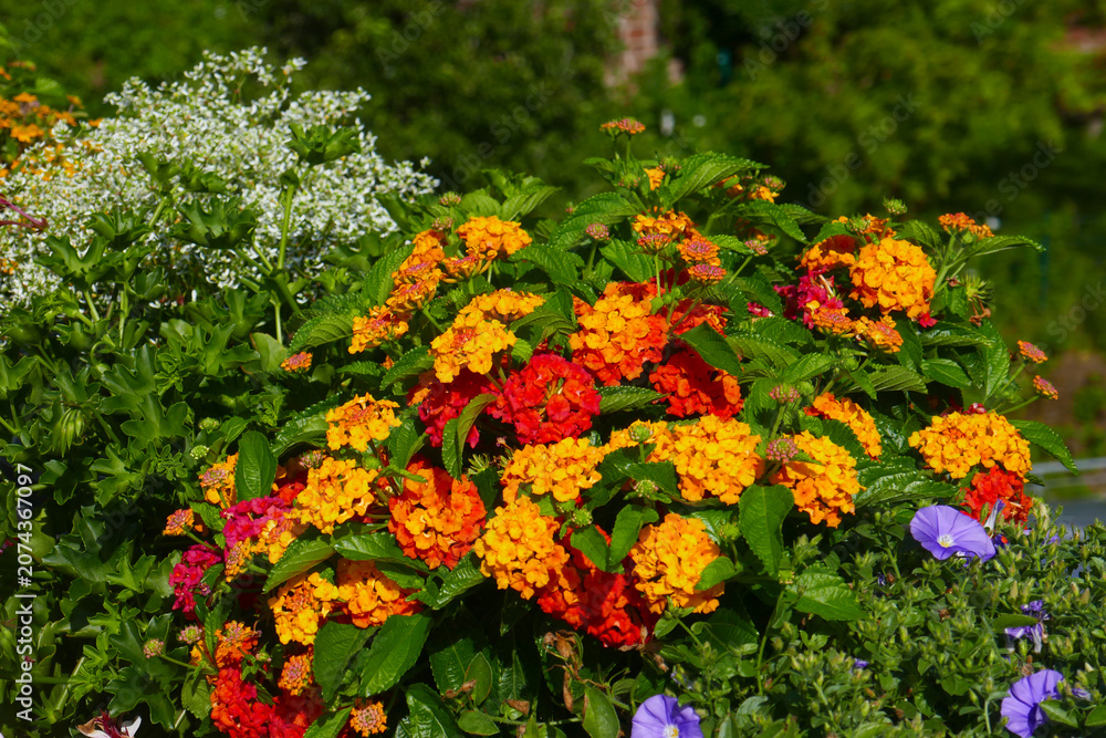 Obraz premium Wandelröschen Lantana camara