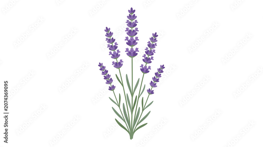 Obraz premium Illustration of a lavender plant with purple blooms and green leaves.