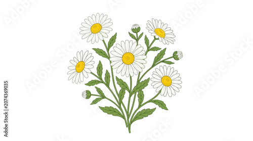 Foto Charming daisy flowers illustration with green leaves and buds