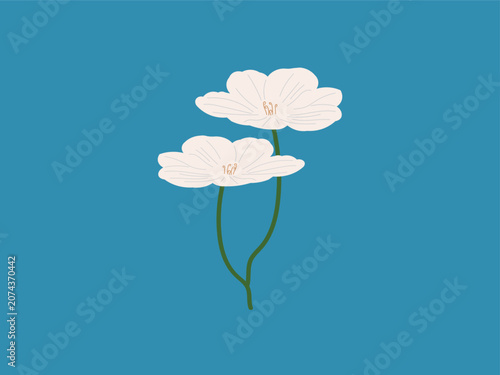 srping flower, blue sky, white flower, summer.