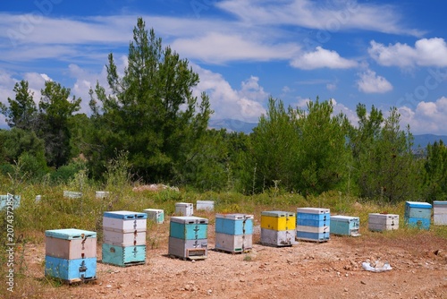 Beekeeping in Greece. Bee hives in wild forest mountain area of Rhodes island in Greece.