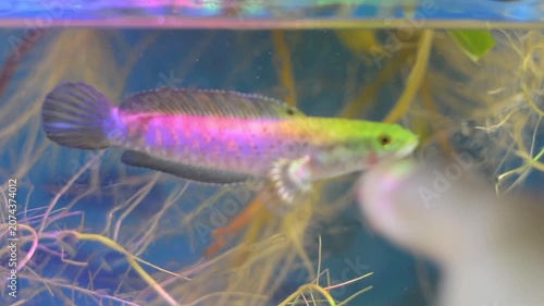 Vibrant Pet Channa Fish Reacting to Finger in Planted Aquarium
