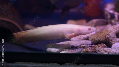 Albino Senegal Bichir Hiding Inside Terracotta Cave
