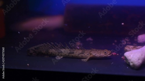 Detailed Macro Profile of Senegal Bichir Resting on Aquarium Bottom
