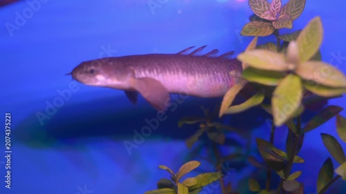 Senegal Bichir Swimming Through Freshwater Aquarium Plants
