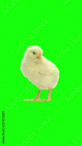 Cute baby chick standing on green screen background