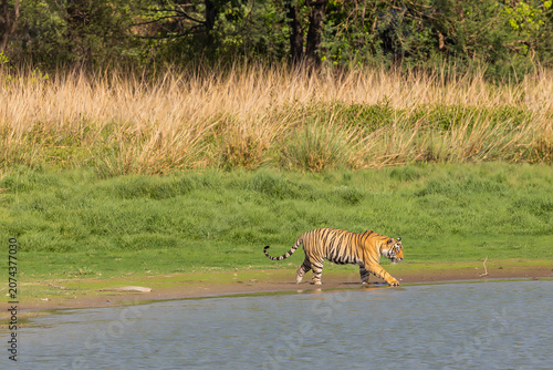 Photos A Bengal tiger (Panthera tigris tigris) cools off in a lake in Zone 3 of Ranthambore National Park, India, during intense summer heat exceeding 40°C