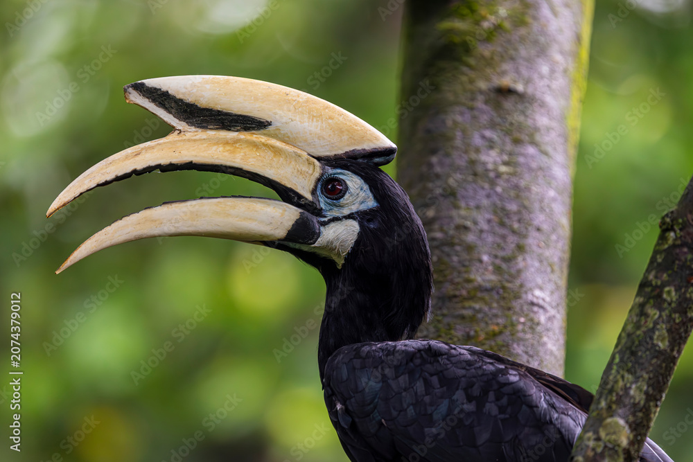 Obraz premium The Oriental pied hornbill in Sungei Buloh Wetland Reserve Singapore. It has the largest distribution in the genus and is found in the Indian Subcontinent and throughout Southeast Asia. 