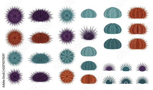 Bild auf Leinwand Marine Sea Urchin Vector Set EPS 10 Illustration Ocean Wildlife Isolated on Whit
