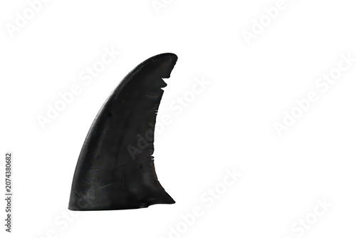 A close up view of a sharp dark shark fin isolated on a black background, showing the texture and curved shape of the predator dorsal fin