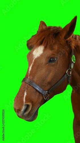 Brown horse head close up on green screen background