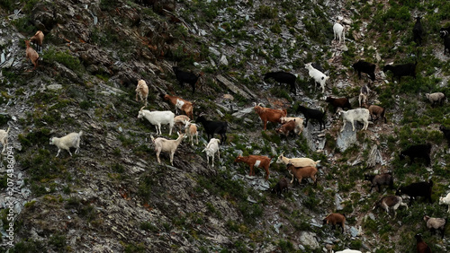 Tableau sur toile A large herd of domestic goats running up a steep rocky mountain slope after being startled by a drone in Ust-Kan, Altai