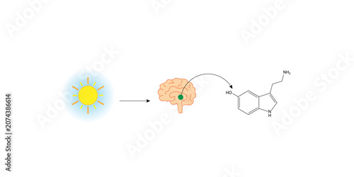 Canvas-taulu Serotonin, mood stabilizer, monoamine neurotransmitter