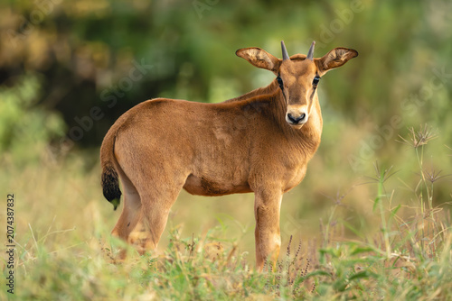 Fringe-eared oryx calf stands in tall grass