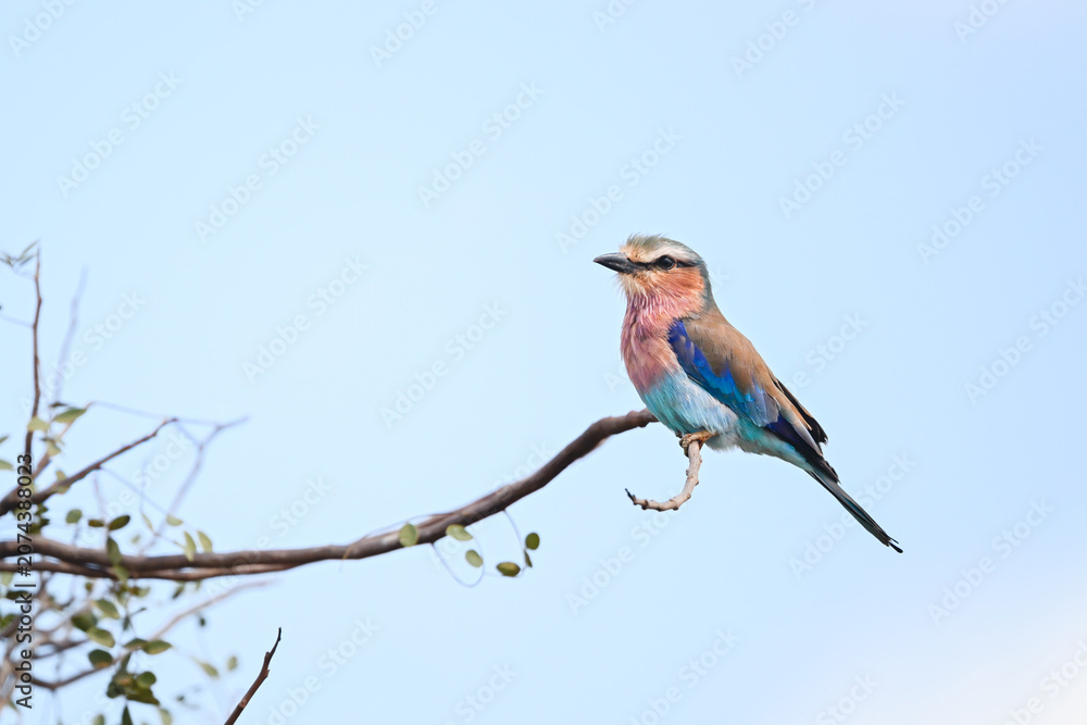 Obraz premium Lilac-breasted roller in profile on curly branch