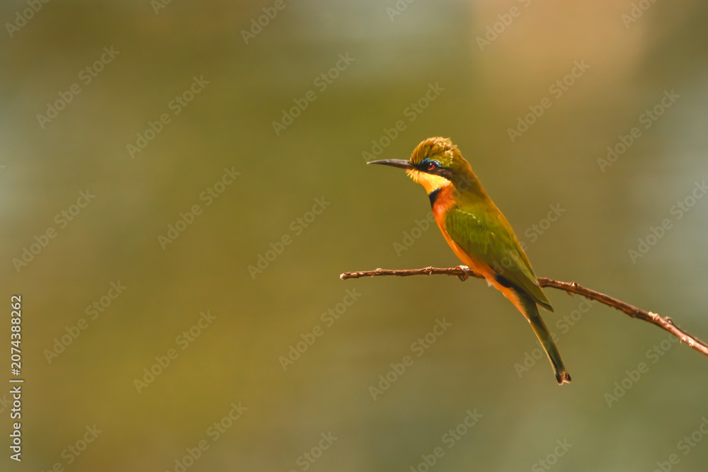 Obraz premium Little bee-eater on curved branch in profile