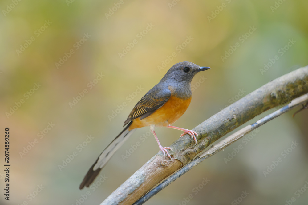 Fototapeta premium White-rumped Shama (Copsychus malabaricus) perched on branch of tree birdwatching in the forest.