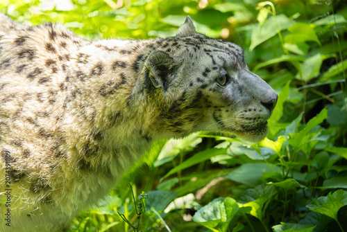 Snow leopard profile close-up portrait. Bronx Zoo, New York.