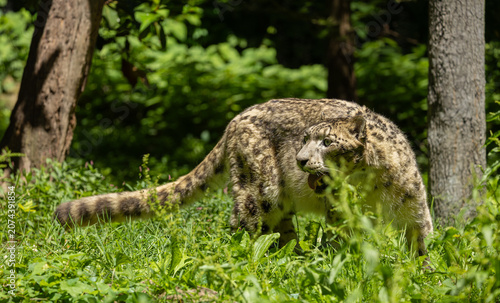 Snow leopard walking in dense thicket. Bronx Zoo, New York.