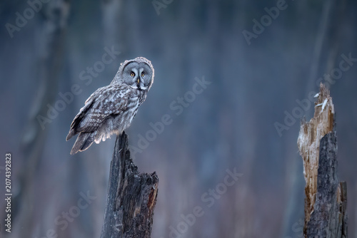 Great grey owl (Strix nebulosa) perched on a tree stump in a misty European forest. Majestic wild owl in its natural habitat during a moody overcast day.