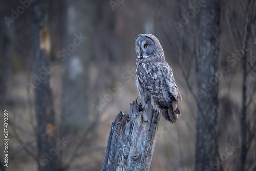 Great grey owl (Strix nebulosa) perched on a broken tree stump in a moody European forest. Majestic wild owl in its natural woodland habitat.