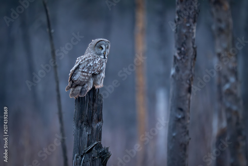 Great grey owl (Strix nebulosa) perched on a tree stump in a misty European forest. Majestic wild owl in its natural habitat during a moody overcast day.