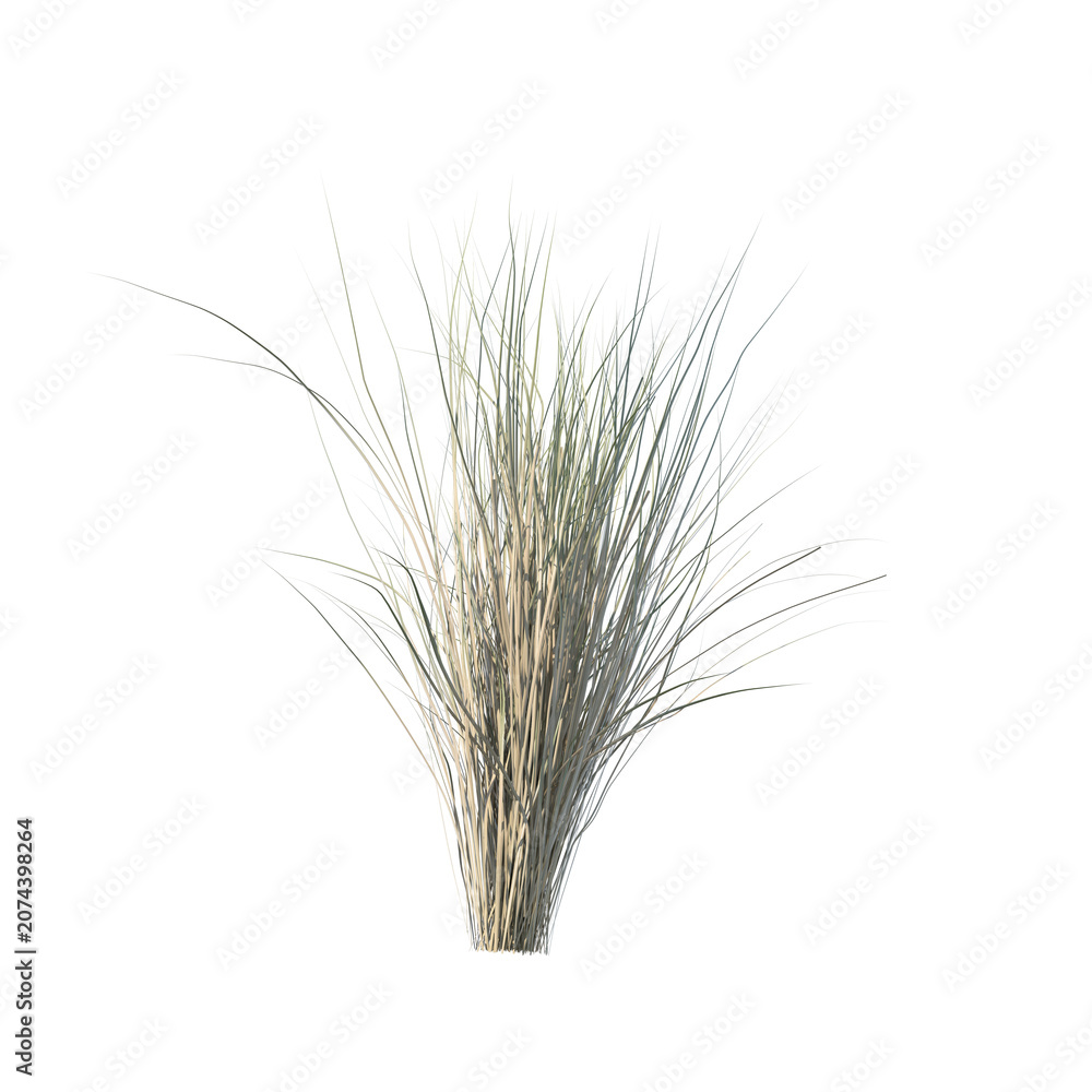 Fototapeta premium Grass bush isolated transparent background photo realistic 3d rendering PNG 16 bit with alpha channel 