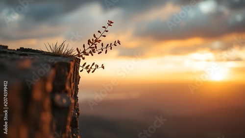 Wild plant growing horizontally from a crack in a cliff edge.