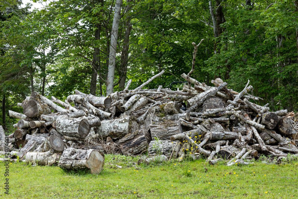 Fototapeta premium Pile of Cut Logs Ready for Splitting in Rural Woodland Backyard