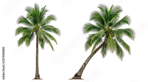 Two tall palm trees standing side by side