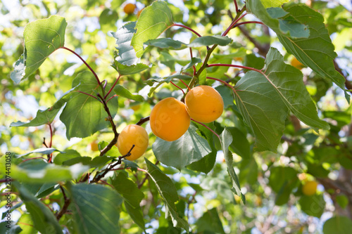 Traditional Dalmatian apricots (Armelin, Prunus armeniaca) hanging on tree branch in sunny orchard, Croatia
