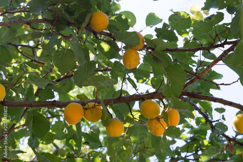 Traditional Dalmatian apricots (Armelin, Prunus armeniaca) hanging on tree branch in sunny orchard, Croatia