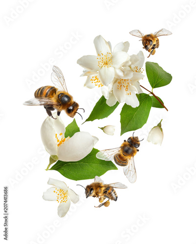 Fotografie Bees flying around jasmine flowers close-up isolated on transparent background
