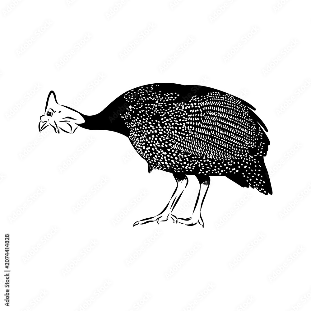 Obraz premium Domestic guinea fowl, vector sketch