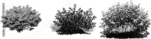 A Japanese spirea forms a dense, low-mounded shrub with tiny serrated leaves and fine twigs, set against a clean white background in a naturalistic vector graphic