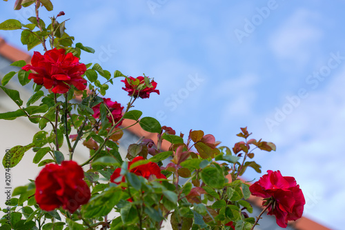 Red climbing rose isolated on blue sky background.